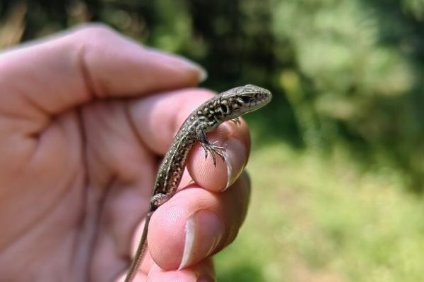 lizard 🦎🦎🦎 lizard 🦎🦎🦎