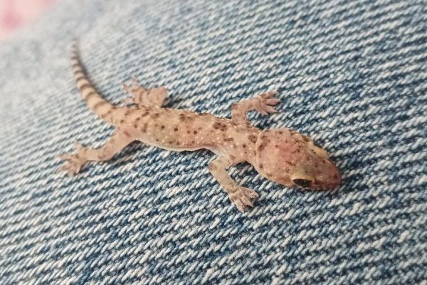 #lizzard #pinterest #lizzard #pinterest