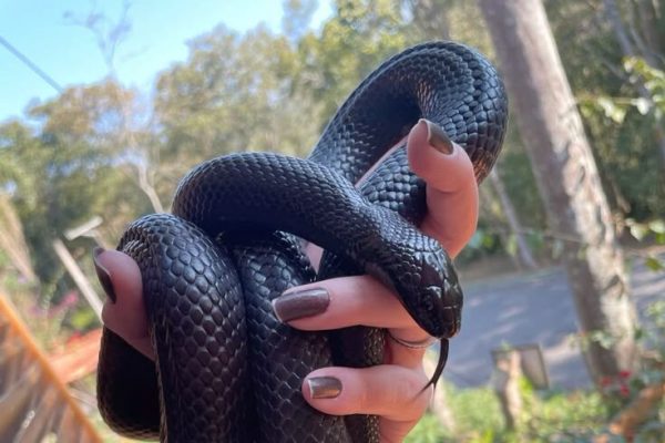 mexican black kingsnake mexican black kingsnake