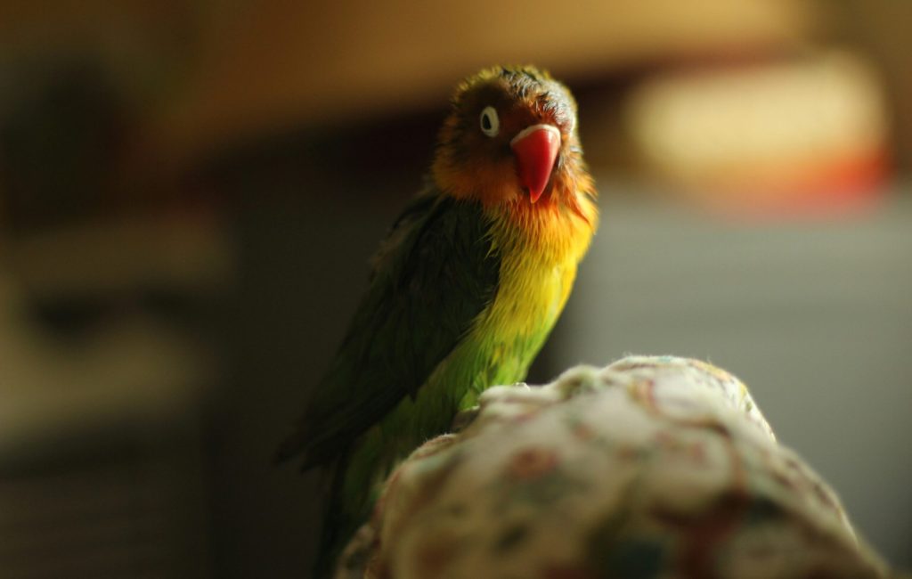 mohit-goel-qxiGO5IaajM-unsplash mohit-goel-qxiGO5IaajM-unsplash