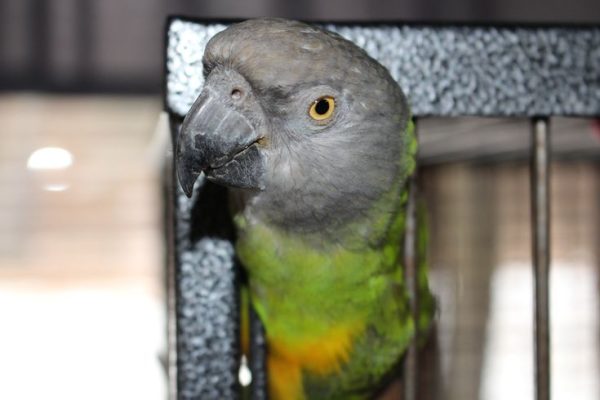 my senegal parrot Jasmine my senegal parrot Jasmine
