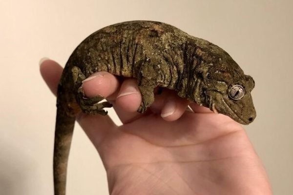 my wrinkliest boi_ Griswald_ (chahoua gecko) #reptiles