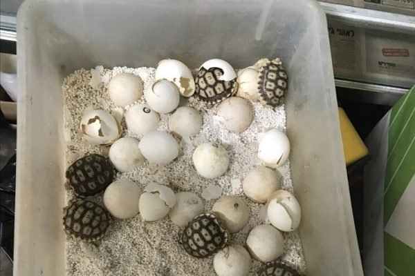 new life 🐢 new life 🐢