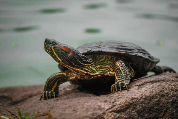 pexels-chetanvlad-3387169
