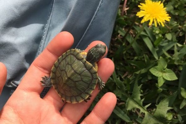 pretty turtle pretty turtle