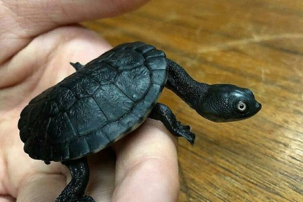 roti island snake-necked turtle_ roti island snake-necked turtle_