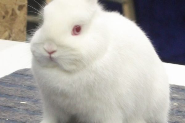 ruby eyed white Netherland dwarf