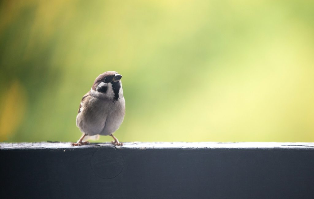 saad-chaudhry-aRZCu7DMJ-Q-unsplash saad-chaudhry-aRZCu7DMJ-Q-unsplash