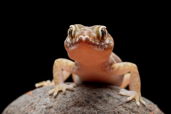 sand-gecko-closeup-wood-closeup-head-sand-gecko-stenodactylus-petrii