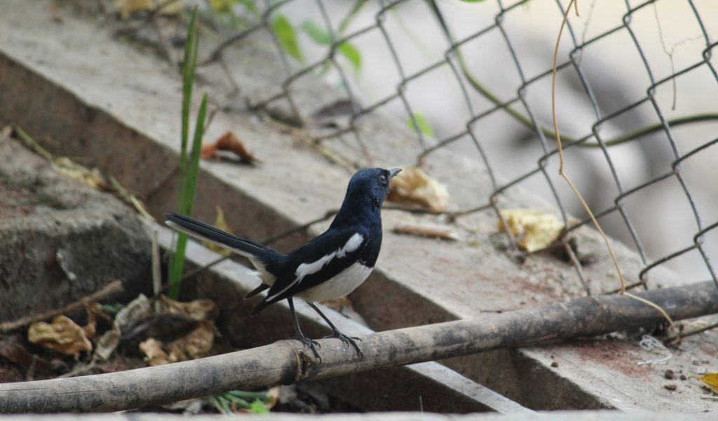 shambhuraje-shirke-PrecNjq1PEQ-unsplash shambhuraje-shirke-PrecNjq1PEQ-unsplash