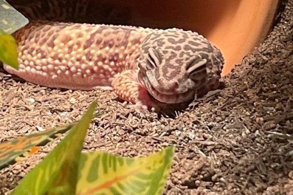 sleeping leopard gecko sleeping leopard gecko