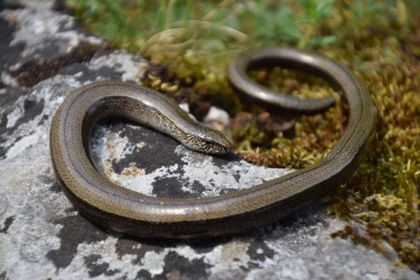 slow worm, Anguis fragilis female slow worm, Anguis fragilis female
