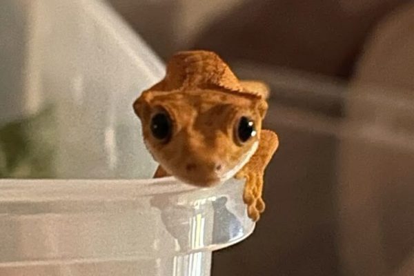so tiny so tiny