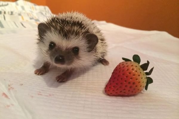 squeee little baby hedgehog!!! about 4-6 weeks here when they still look so little and babyish
