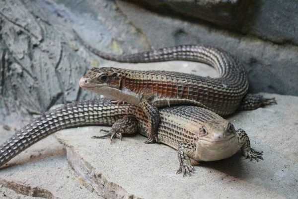 sudan-plated-lizards-5232761_960_720 sudan-plated-lizards-5232761_960_720