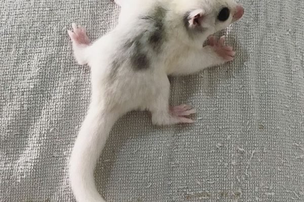 sugar glider