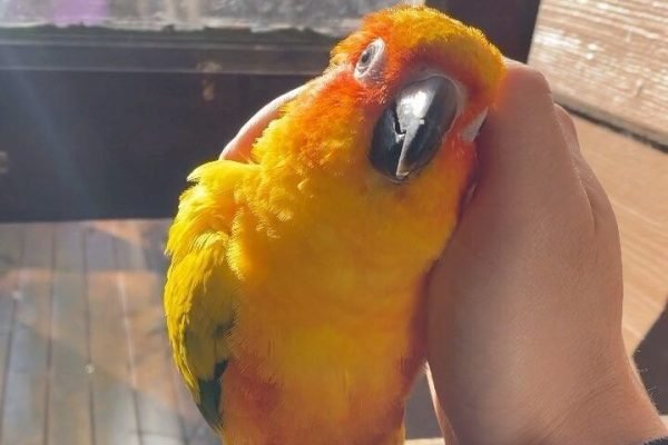 travelsfervor on Instagram_ A sweet moment via @concerningparrots taken in Sydney, Australia_ 🇦🇺 Animals like parrots have the capability of building bonds with humans…