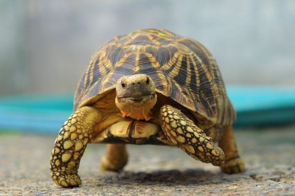 turtle_
