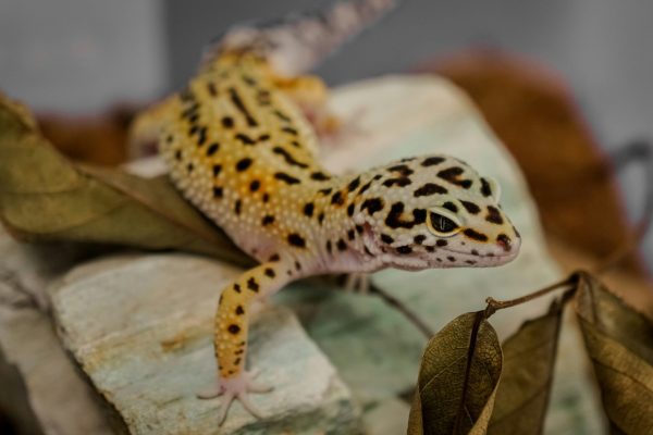 verdian-chua-xbQQviRJ1mI-unsplash (1) verdian-chua-xbQQviRJ1mI-unsplash (1)