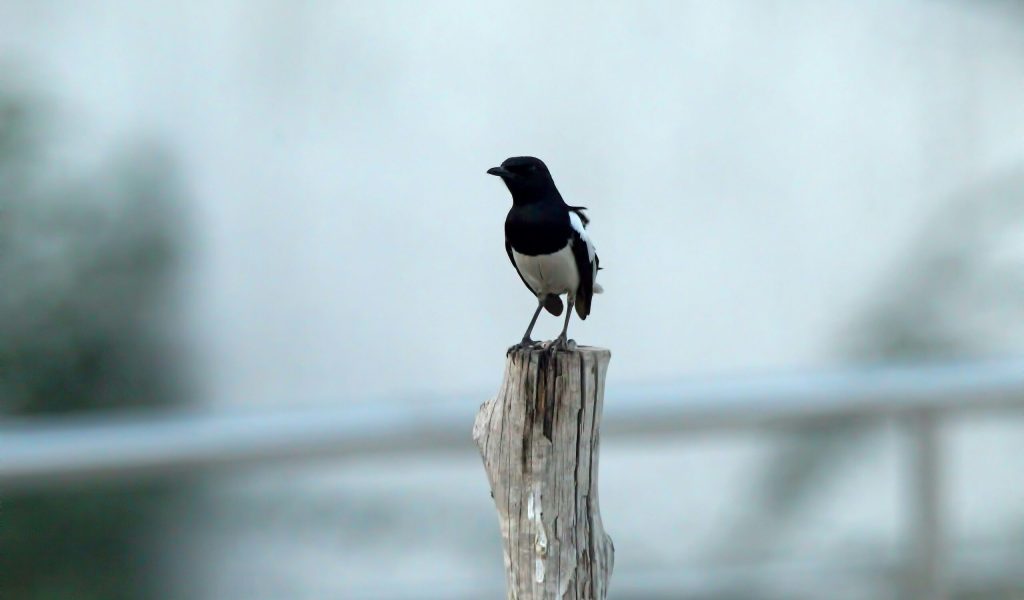 viswaprem-anbarasapandian-5Rotv3THEOk-unsplash viswaprem-anbarasapandian-5Rotv3THEOk-unsplash
