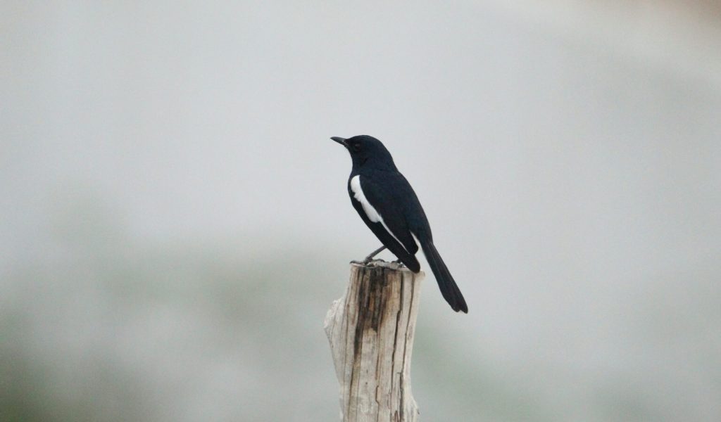 viswaprem-anbarasapandian-m8PQtRxvZRA-unsplash viswaprem-anbarasapandian-m8PQtRxvZRA-unsplash