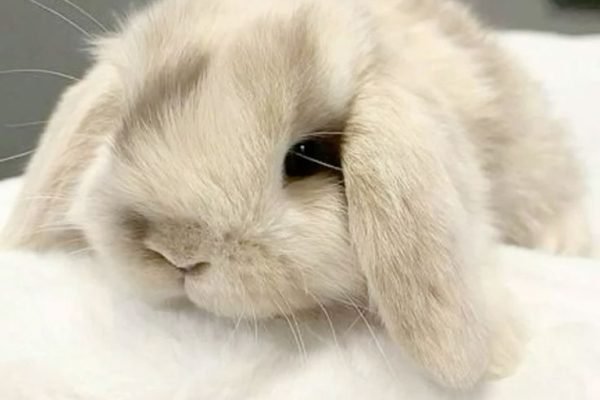 ୧ ‧₊˚ 🧁 ⋅ 🪽˖°