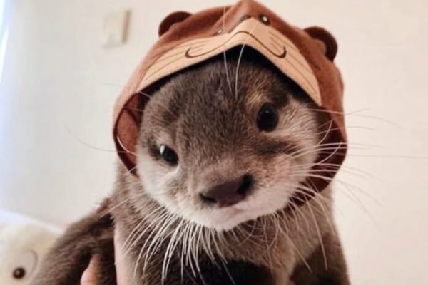 ✧･ﾟ_ 𝐁𝐀𝐁𝐘 𝐎𝐓𝐓𝐄𝐑 _✧･ﾟ_