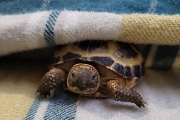 ✨️tortoise getting ready for bed✨️