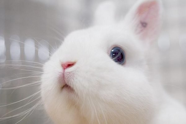 #うさぎ #netherlanddwarf #rabbits #bunny