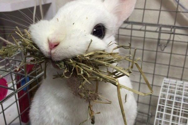 にんぢん (@carrot666) on X