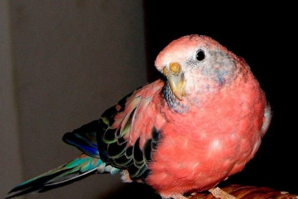 アキクサインコ Bourke’s Parrot (Neopsephotus bourkii, Neophema bourkii) アキクサインコ Bourke's Parrot (Neopsephotus bourkii, Neophema bourkii)
