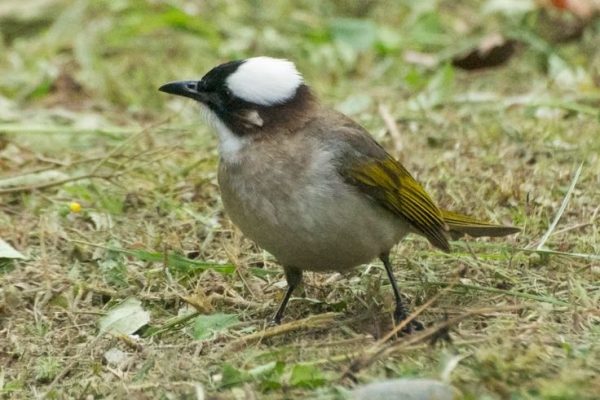 シロガシラ Light-vented Bulbul (Pycnonotus sinensis, Muscicapa sinensis) (1)