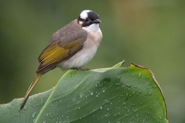 シロガシラ Light-vented Bulbul (Pycnonotus sinensis, Muscicapa sinensis) (2)