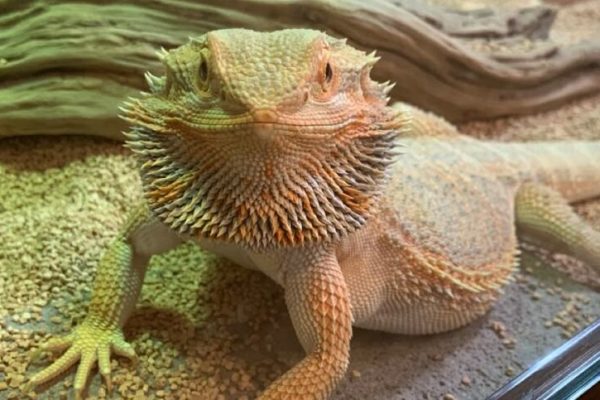 フトアゴヒゲトカゲ フトアゴヒゲトカゲ