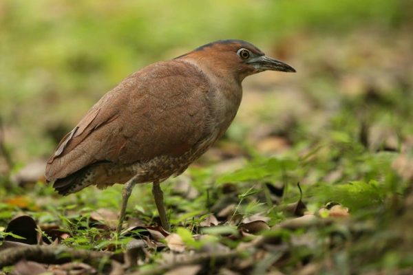 黑冠麻鷺 Malayan Night Heron (Gorsachius melanolophus) ※留鳥, photo by Keith Barnes 黑冠麻鷺 Malayan Night Heron (Gorsachius melanolophus) ※留鳥, photo by Keith Barnes