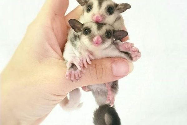 𝚑𝚘𝚗𝚎𝚢 ♡