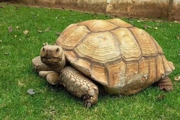 🐢🎍 🐢🎍